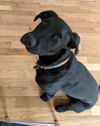 adoptable Dog in , VT named Otto