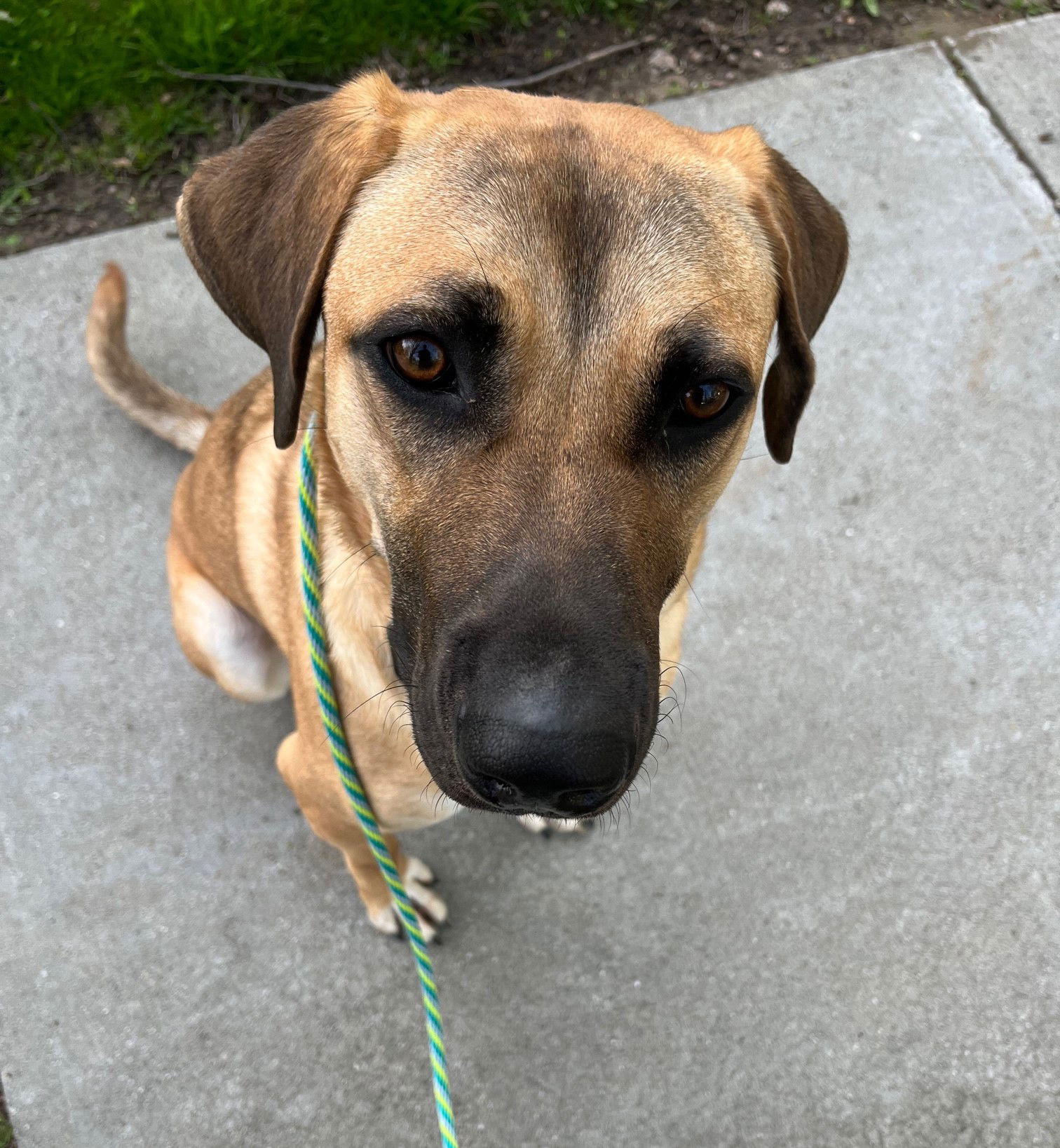 adoptable Dog in Shelburne, VT named Ozzy