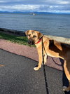 Ozzy - Photo 2