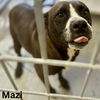 adoptable Dog in , VT named Mazi