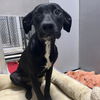 adoptable Dog in , VT named Cali