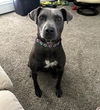 adoptable Dog in , VT named Lola