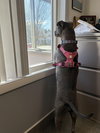 Lola - Photo 3