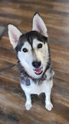 adoptable Dog in , VT named Ferda aka Katniss