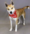 adoptable Dog in , VT named Lucy
