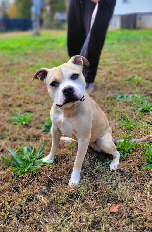 picture of the dog needing adoption
