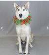 adoptable Dog in , VT named Kyra