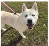 adoptable Dog in  named Cassidy