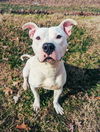 adoptable Dog in , VT named Latimer