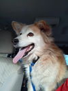 adoptable Dog in , VT named Galinda