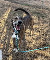 adoptable Dog in , VT named Tiger