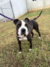 adoptable Dog in , VT named Gabriella