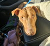adoptable Dog in , VT named Burrata
