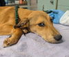 adoptable Dog in , VT named Boo