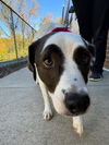 adoptable Dog in , VT named Panda