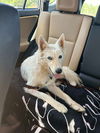adoptable Dog in , VT named Yoda