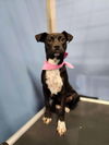 adoptable Dog in , VT named Bubbles