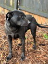 adoptable Dog in , VT named Harry Poocher