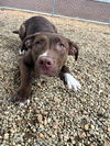 adoptable Dog in , VT named Gin