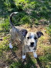 adoptable Dog in , VT named Bryn