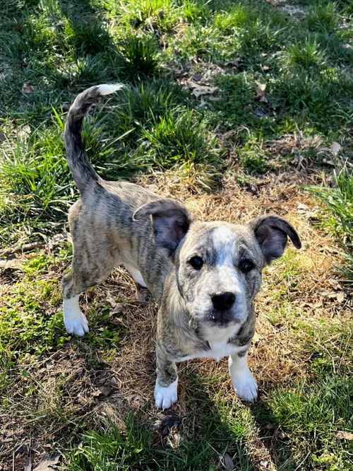 picture of the dog needing adoption