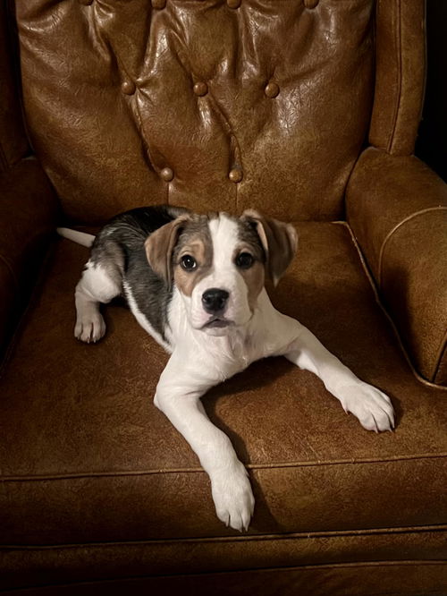 picture of the dog needing adoption