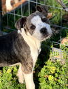 adoptable Dog in , VT named Kelvin
