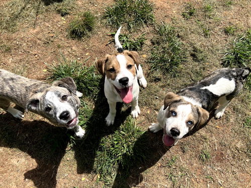 picture of the dog needing adoption
