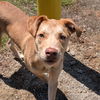 adoptable Dog in , VT named Tonk