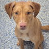adoptable Dog in , VT named Tanya