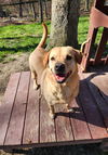 adoptable Dog in , VT named Kennedy