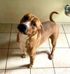 adoptable Dog in , VT named Marty