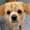 adoptable Dog in , VT named Betty