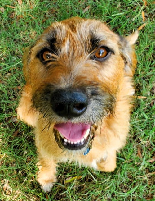picture of the dog needing adoption