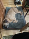 Griffon - Photo 2