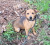 adoptable Dog in , VT named Penny