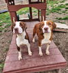 adoptable Dog in , VT named Eliza
