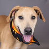 adoptable Dog in , VT named Primo