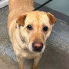 adoptable Dog in , VT named Firefly