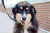 adoptable Dog in , VT named Harlow