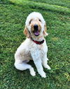 adoptable Dog in , VT named Archie