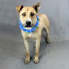 adoptable Dog in , VT named Scooby