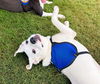 adoptable Dog in  named Cheerio