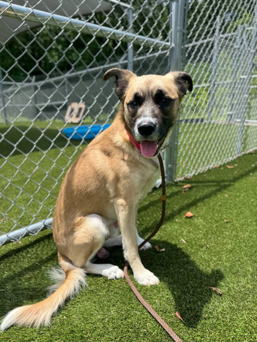 picture of the dog needing adoption