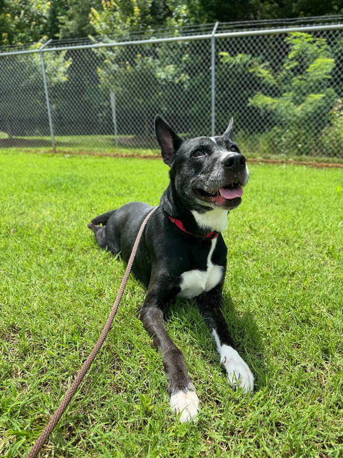 COOKIE - Unknown available for adoption