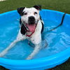 adoptable Dog in  named Robyn
