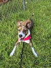 adoptable Dog in  named Bella