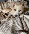 adoptable Dog in  named Lilah