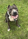 adoptable Dog in  named Mr. Fred