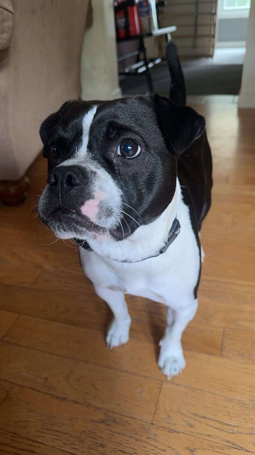 picture of the dog needing adoption